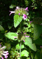 Image of wild basil