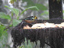 Image of Flame-faced Tanager