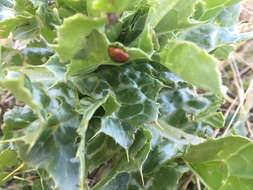 Image of California Lady Beetle