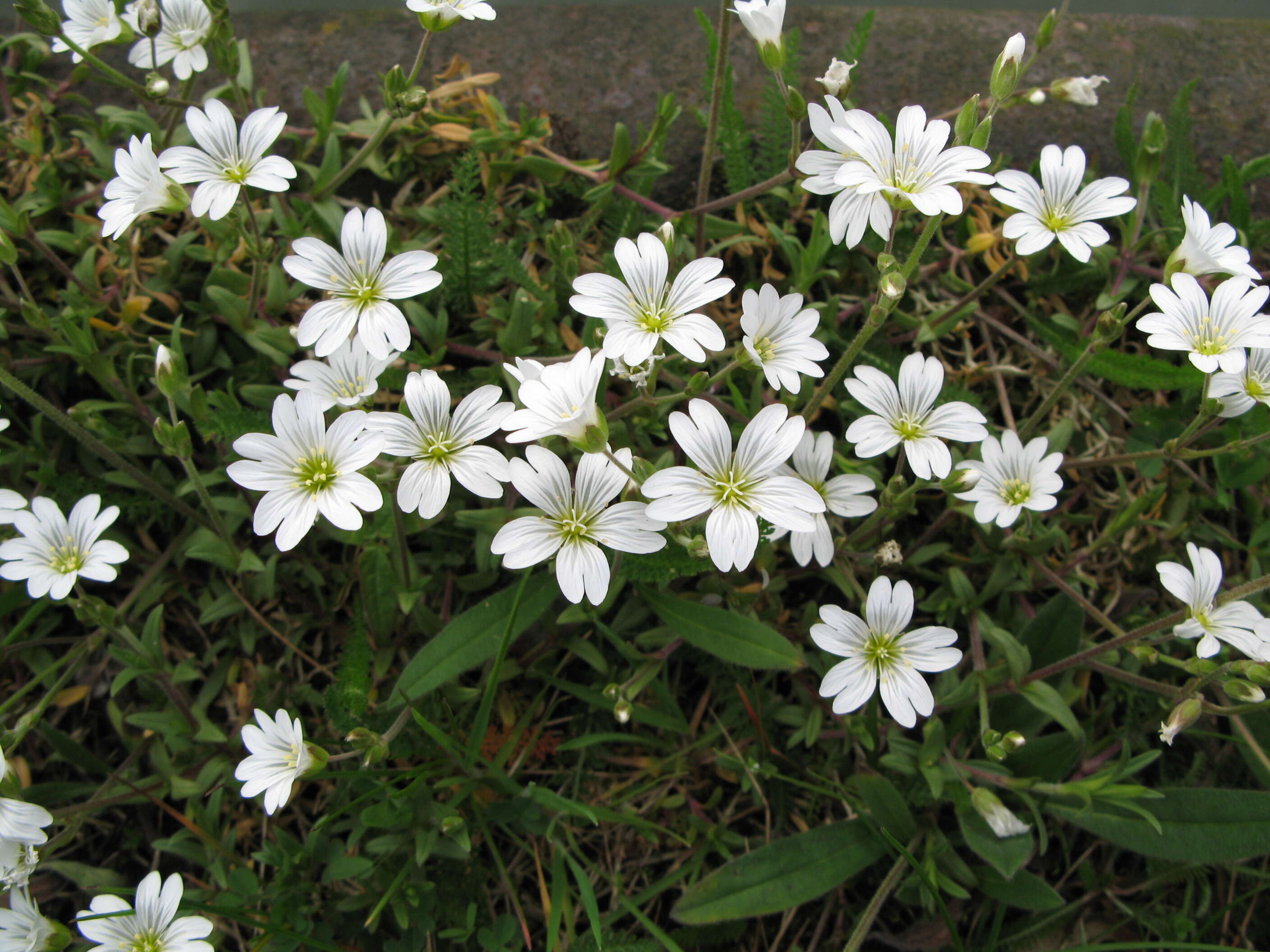 Image of field chickweed