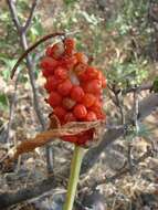 Image of Arum korolkowii Regel