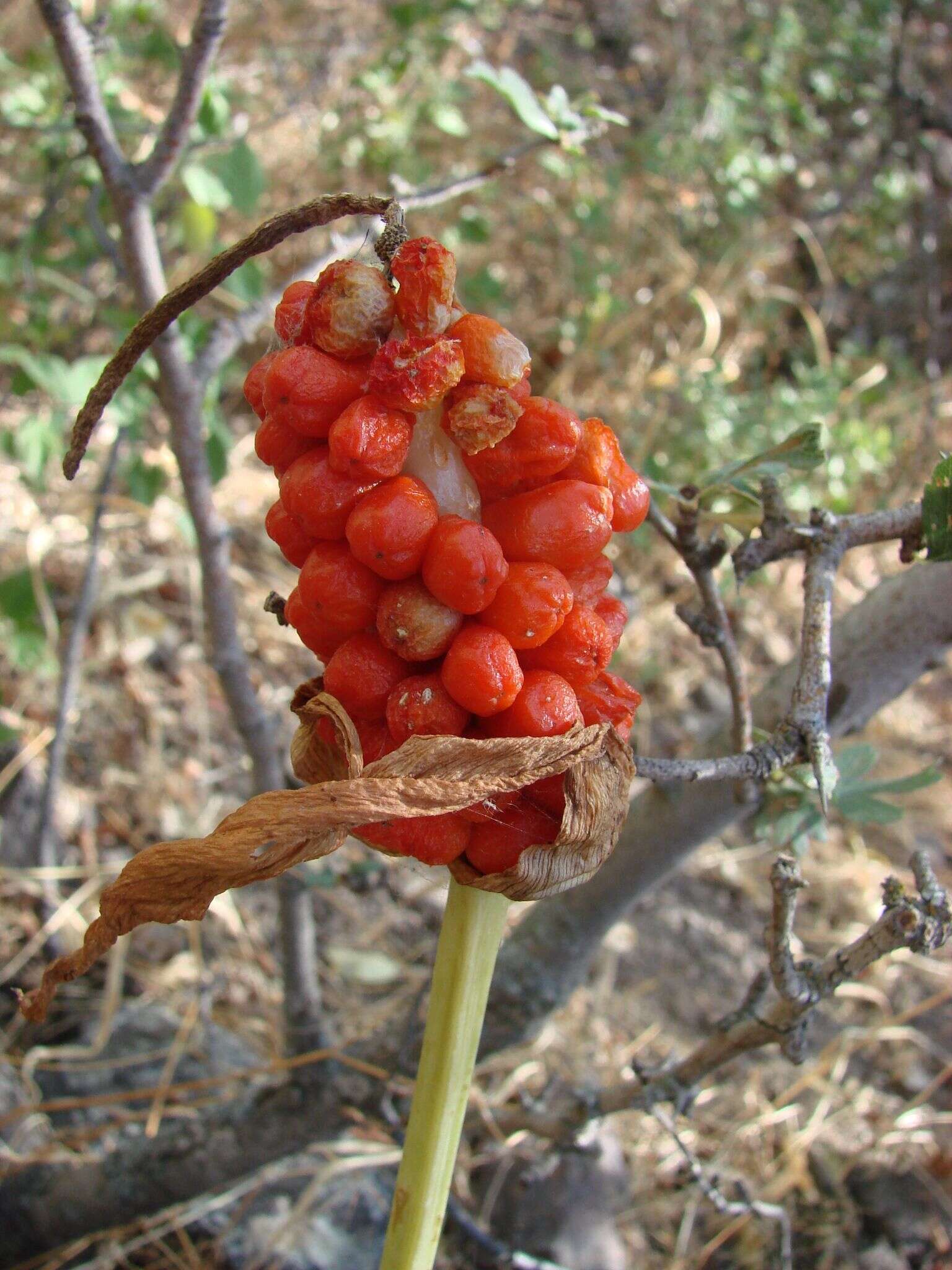 Plancia ëd Arum korolkowii Regel