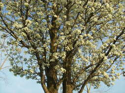 Image of Bradford Pear