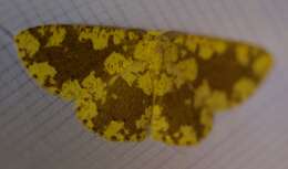 صورة Cyclophora circummaculata