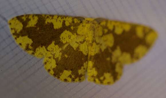 Image of Cyclophora circummaculata