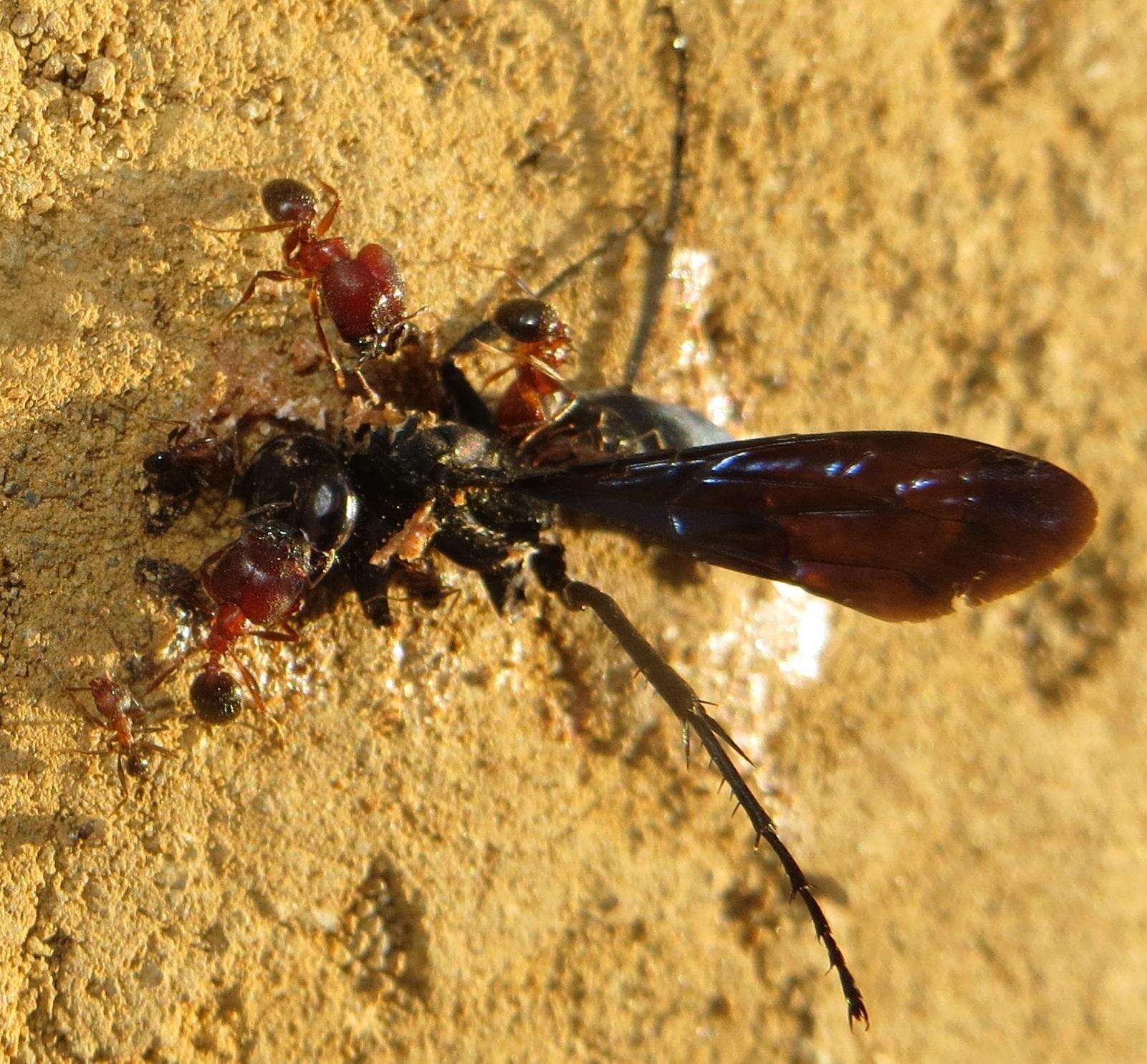 Image of Pheidole akermani Arnold 1920