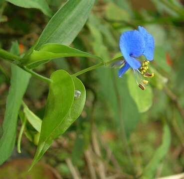 Image of Carolina dayflower