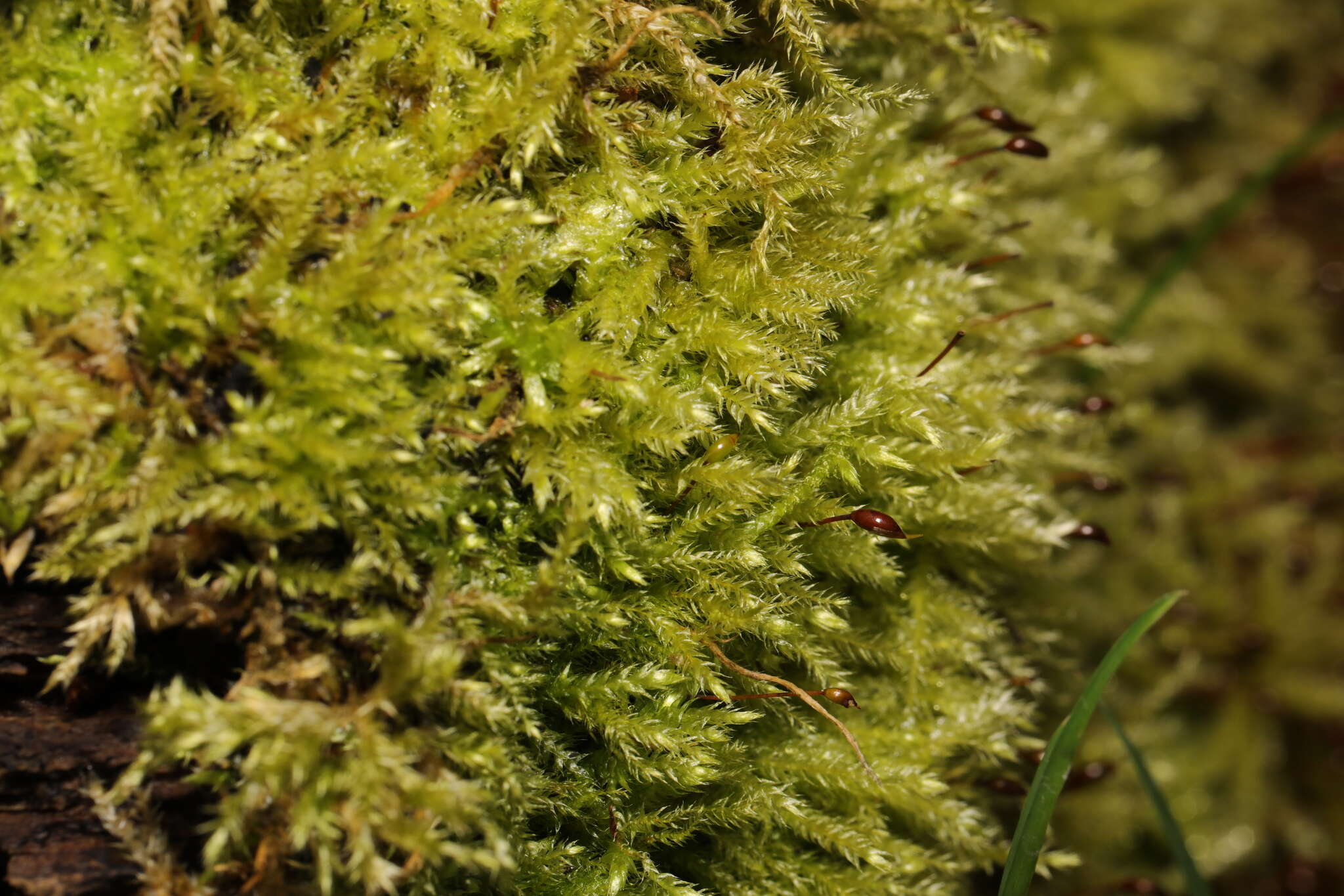 Image of rough-stalked feather-moss