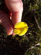 Image of Lotononis acuminata Eckl. & Zeyh.