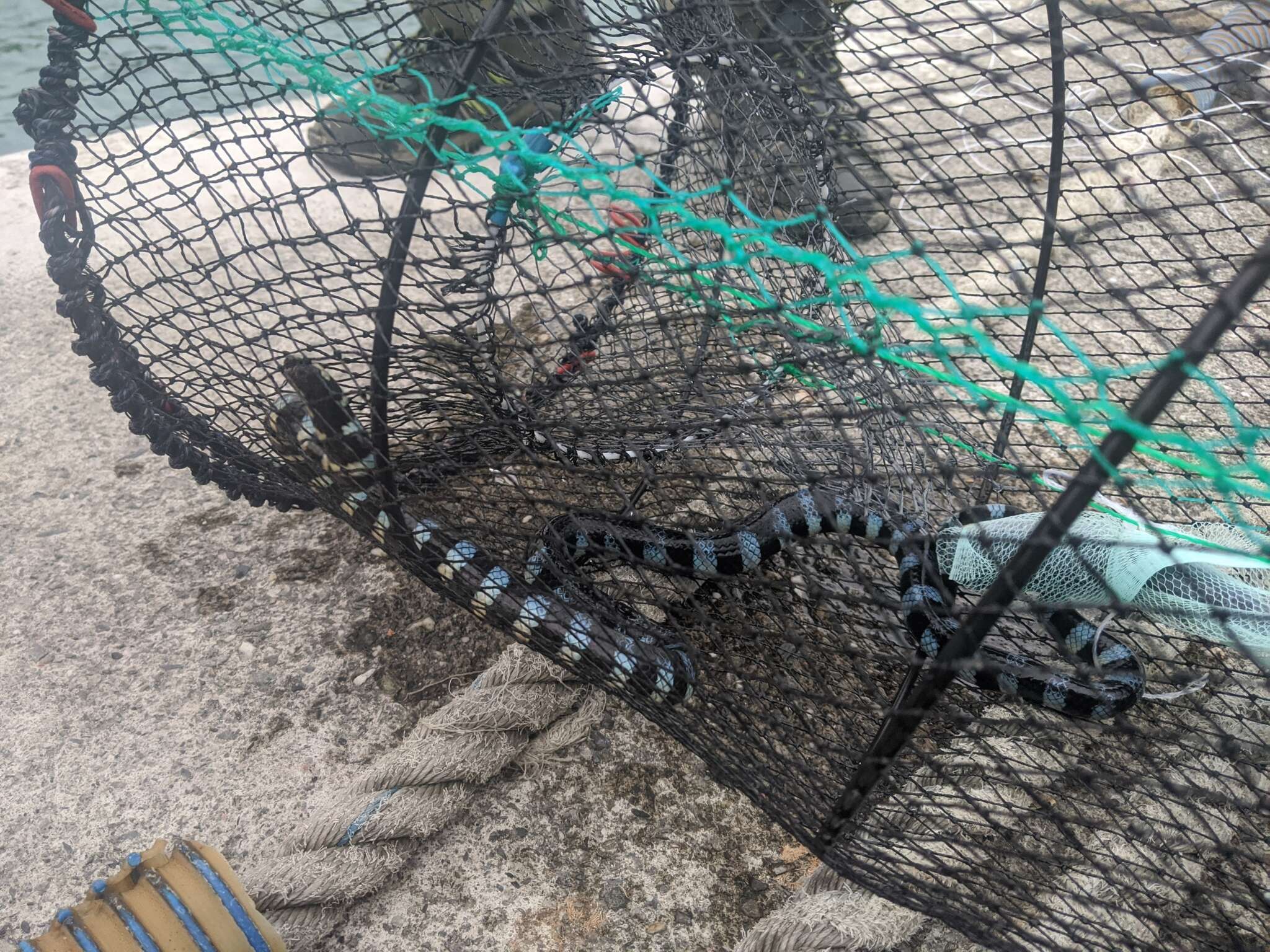 Image of Blackbanded Sea Krait