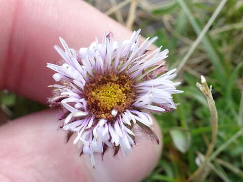 Image of alpine fleabane