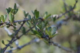 Image of Tabebuia nodosa (Griseb.) Griseb.