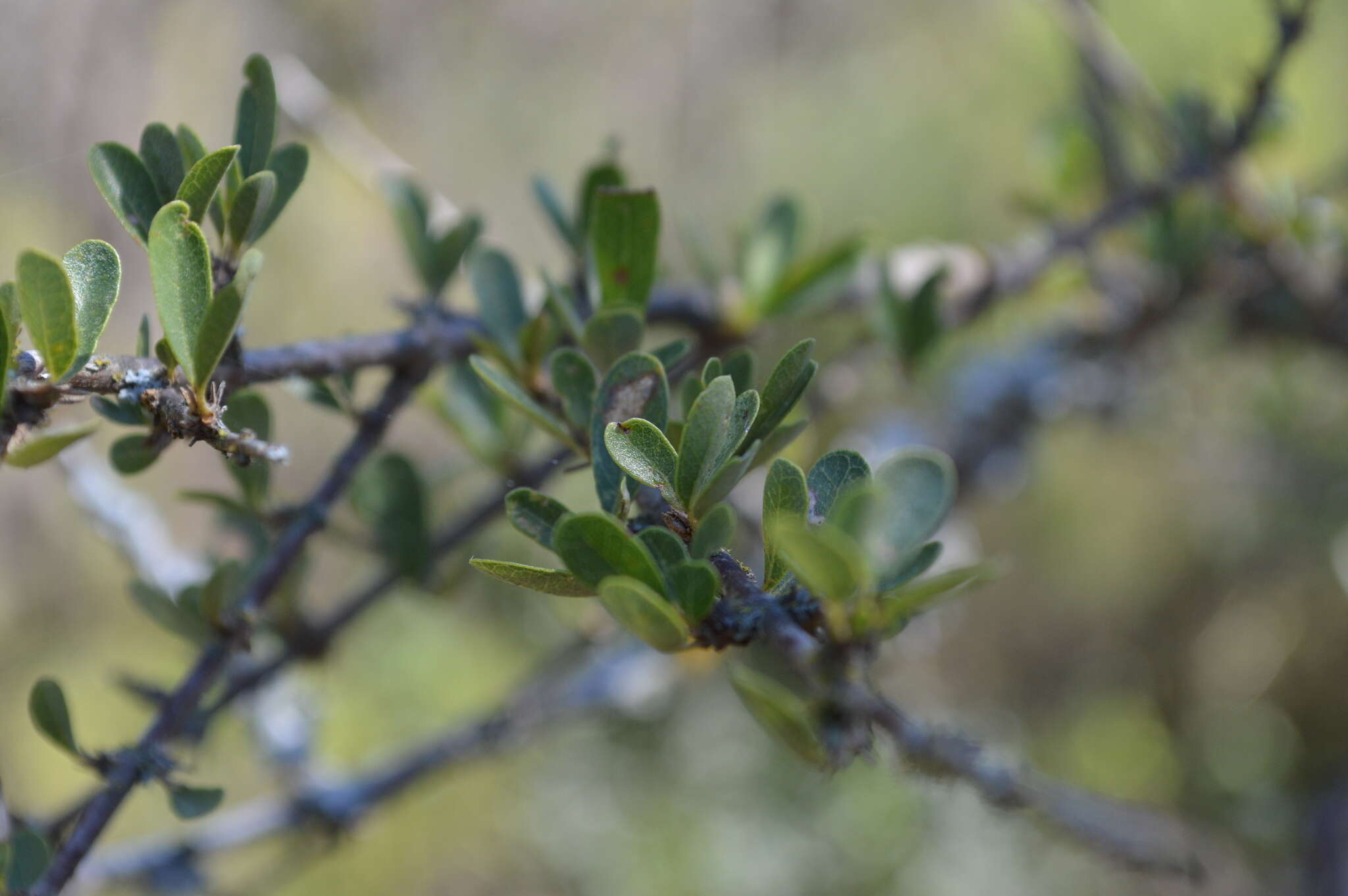 Image of Tabebuia nodosa (Griseb.) Griseb.