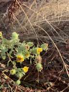 Image of Entire-leaved Gumweed