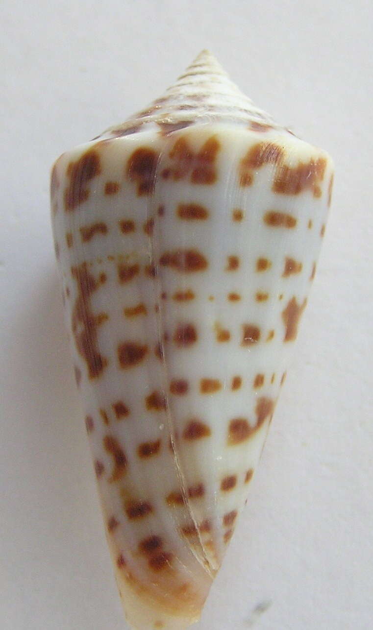 Image of Conus gradatus W. Wood 1828