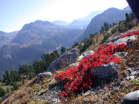 Image of Alpine bearberry