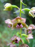 Image of Broad-leaved Helleborine