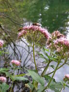 Image of hemp agrimony