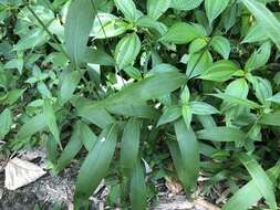 Image of bigleaf bristlegrass