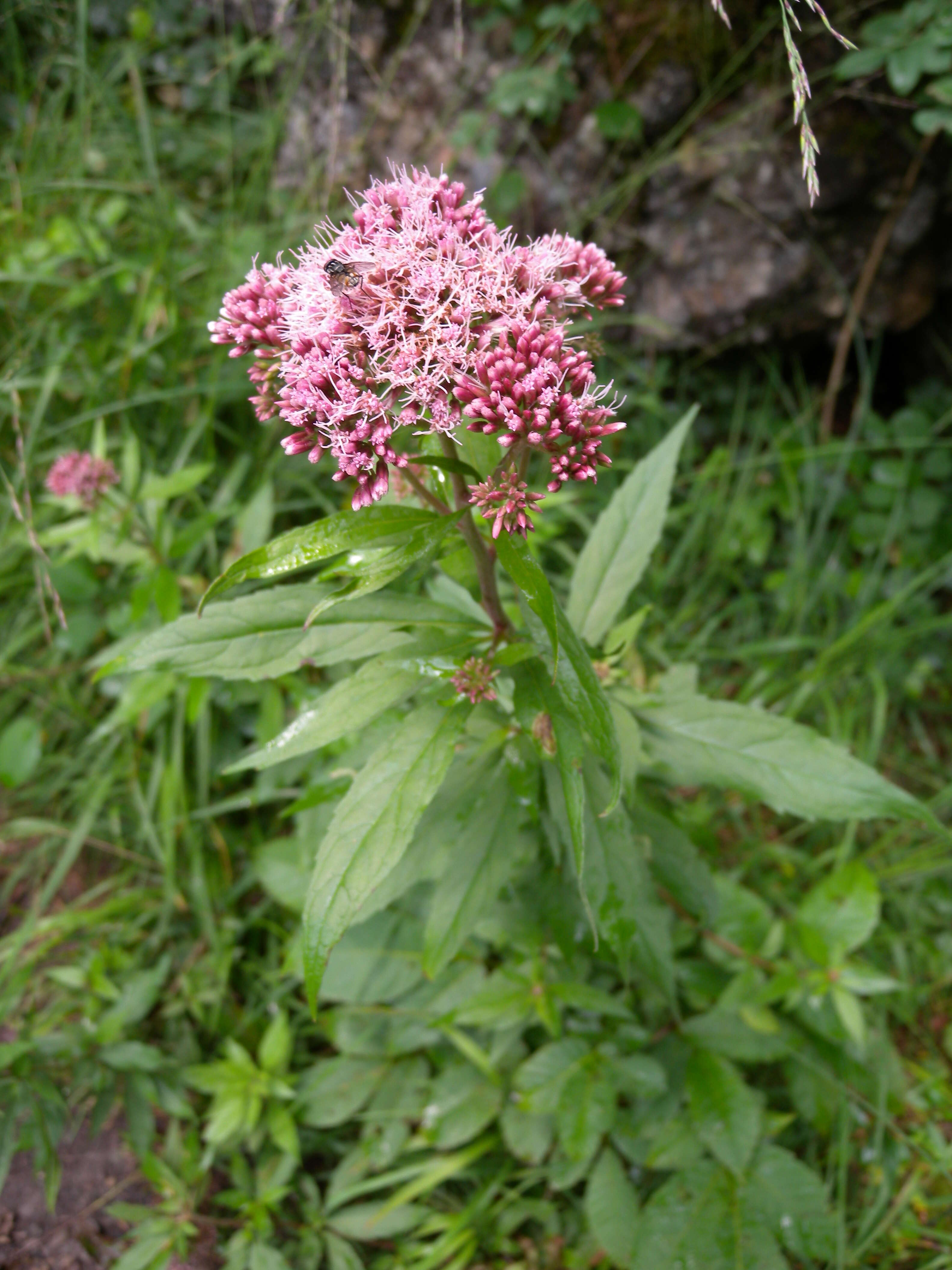 Image of hemp agrimony