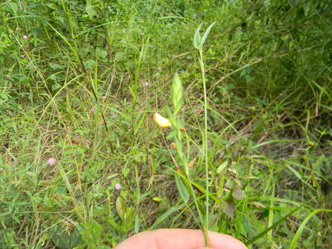 Plancia ëd Zornia latifolia Sm.