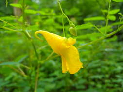 Image of Jewelweed