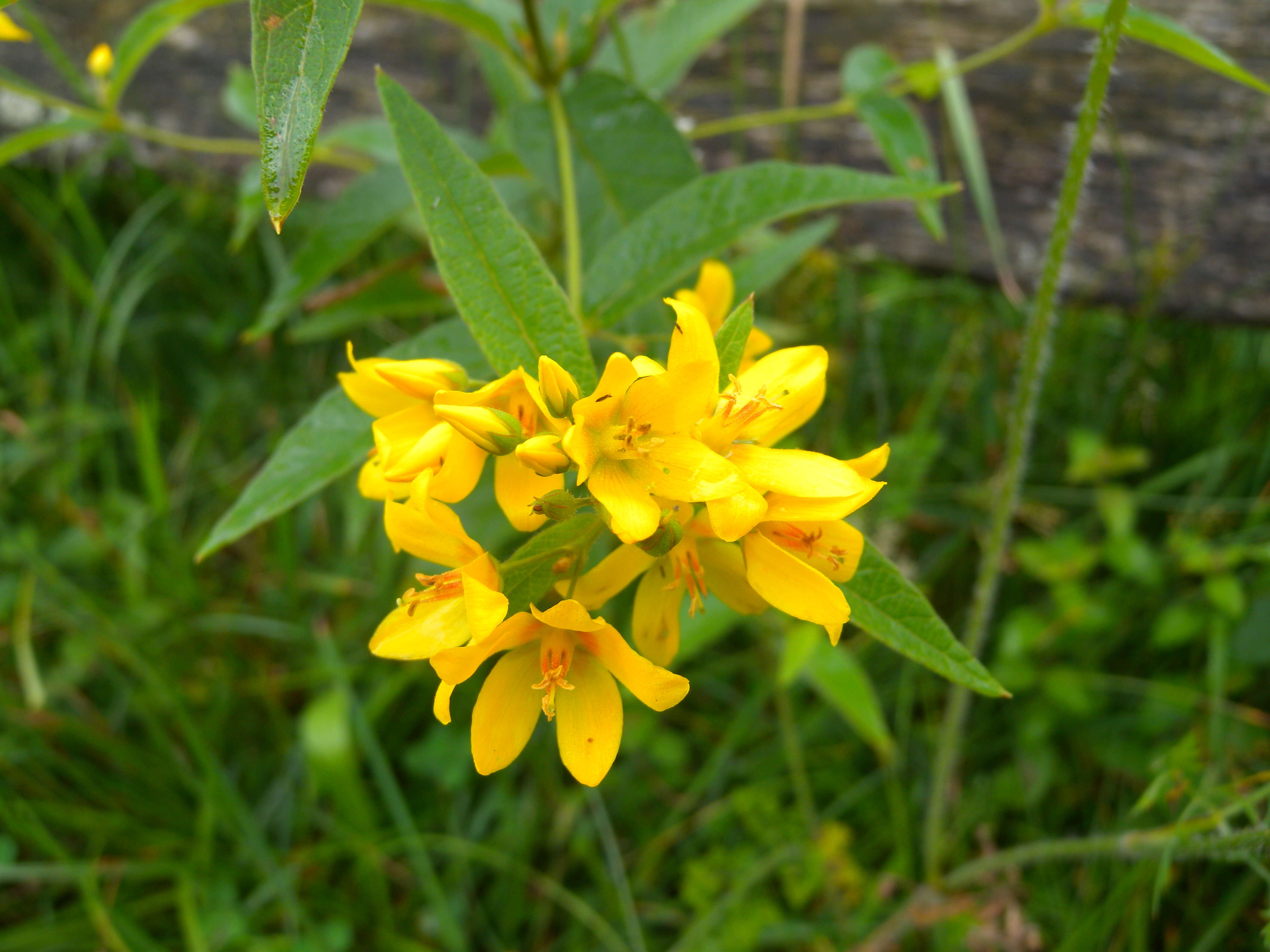 Image of Yellow Loosestrife