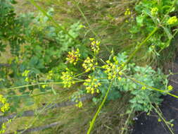 Image of wild parsnip