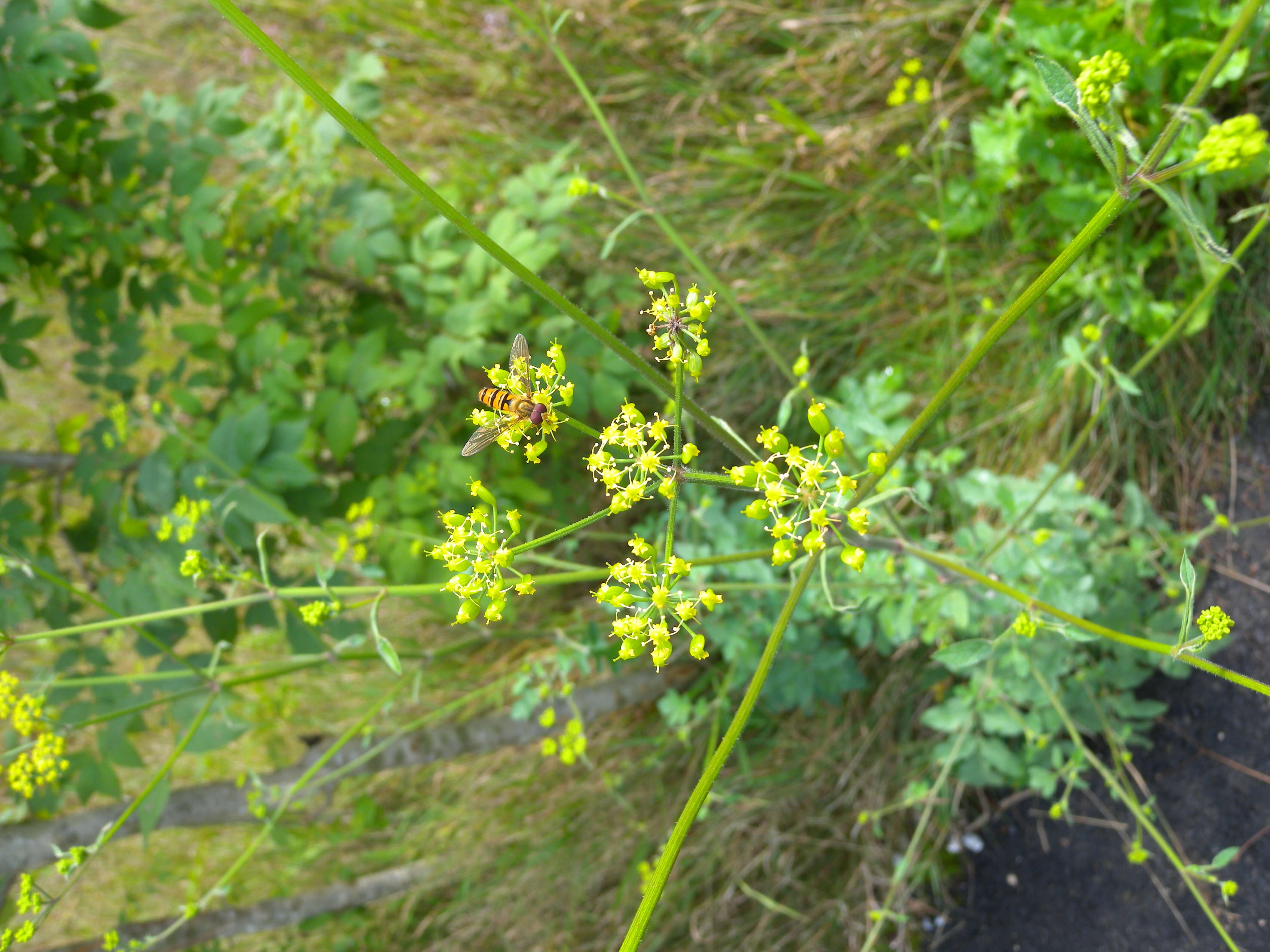 Image of wild parsnip