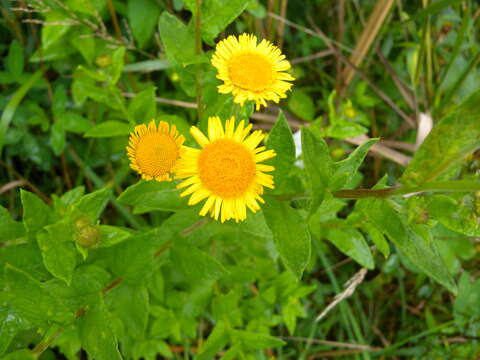 Image of common fleabane