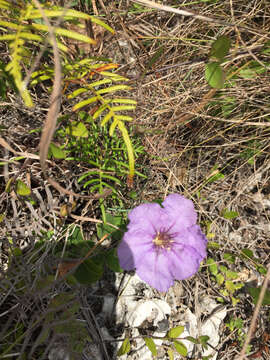 Image of Thickleaf Wild Petunia