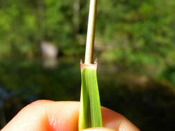 Plancia ëd Achnatherum calamagrostis (L.) P. Beauv.