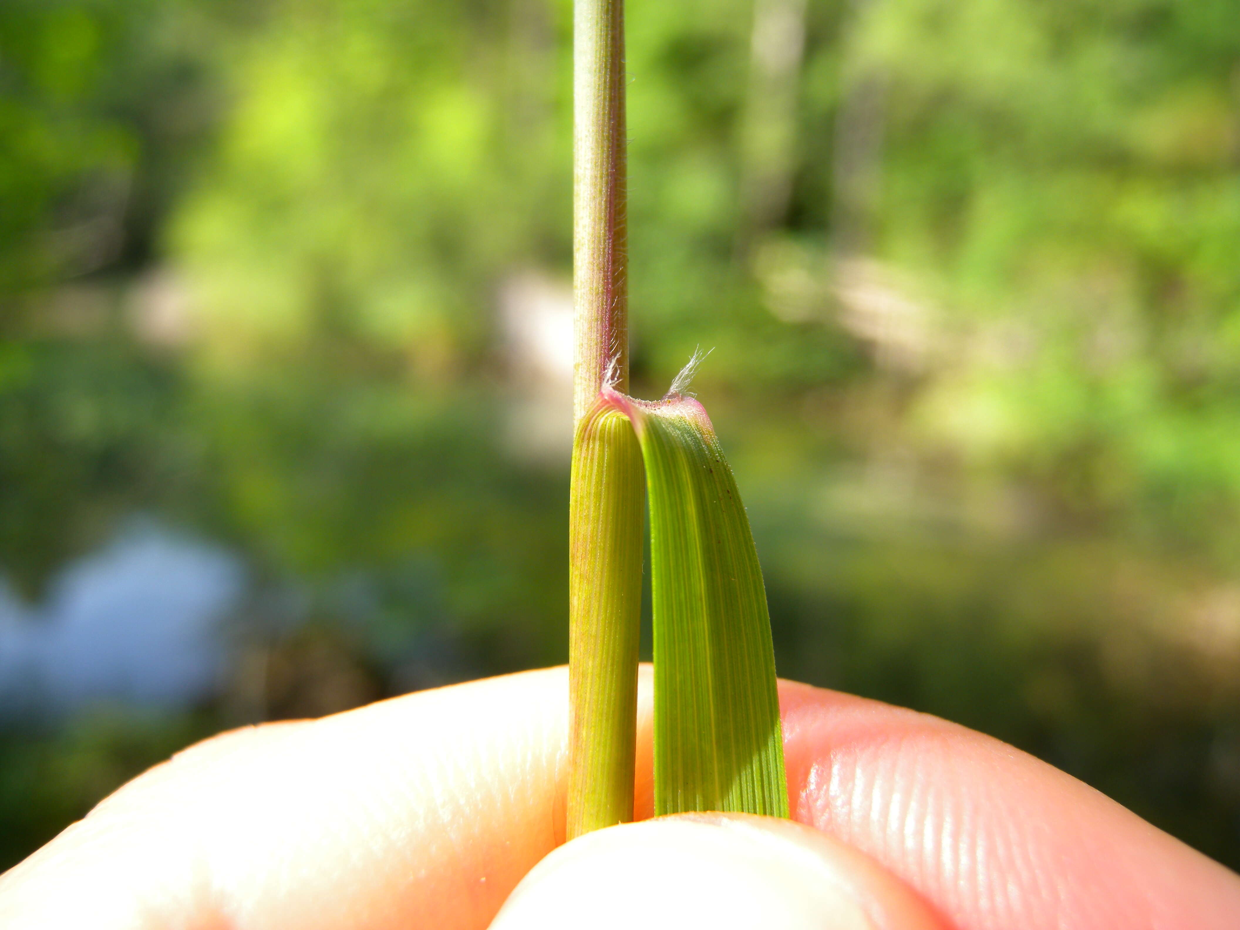 Plancia ëd Achnatherum calamagrostis (L.) P. Beauv.