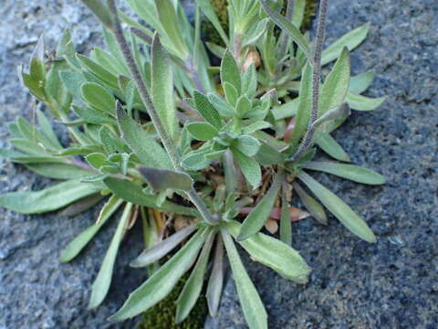 صورة Draba arabisans Michx.