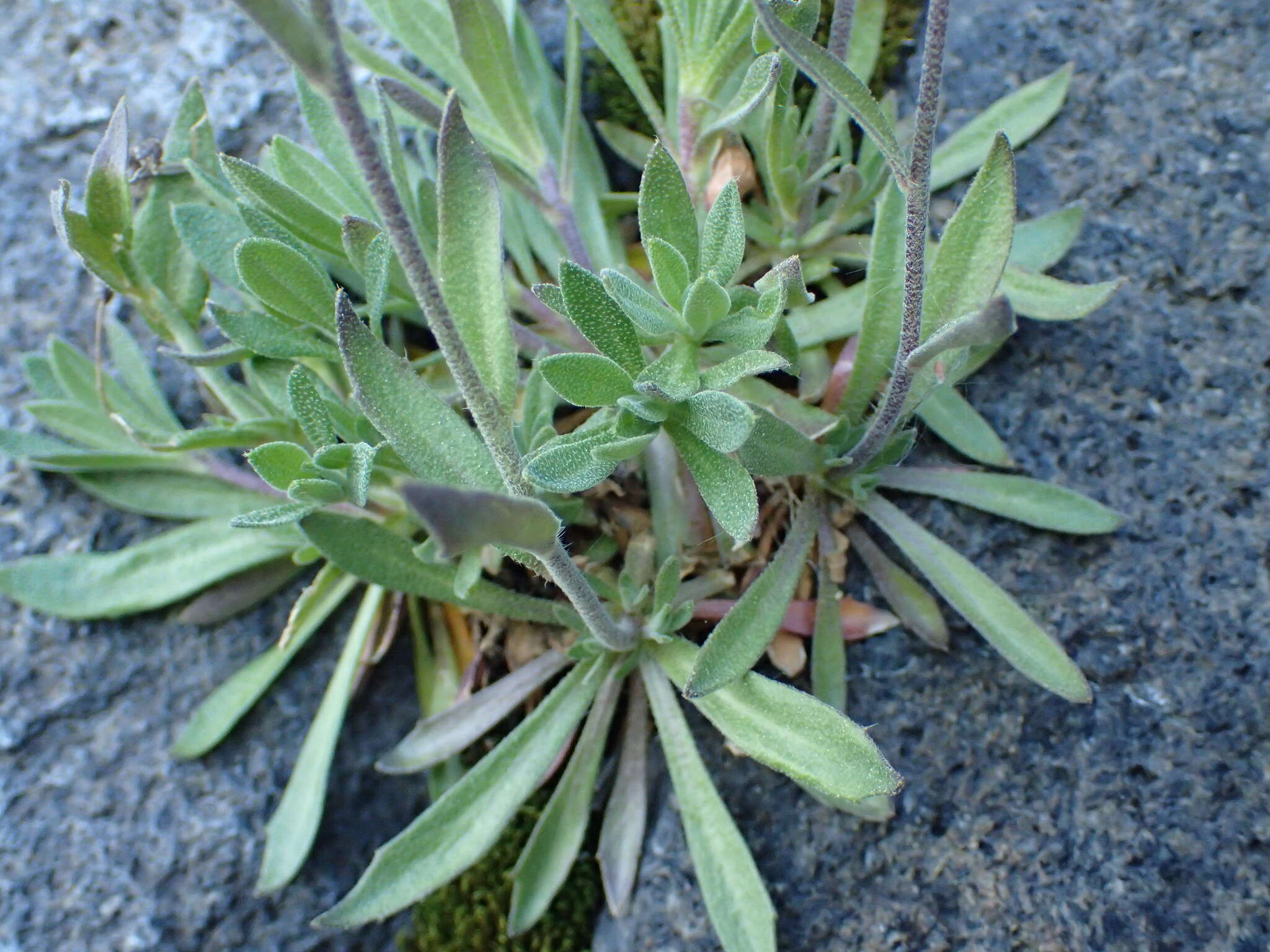 Image of rock draba