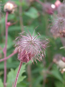 Image of Water Avens