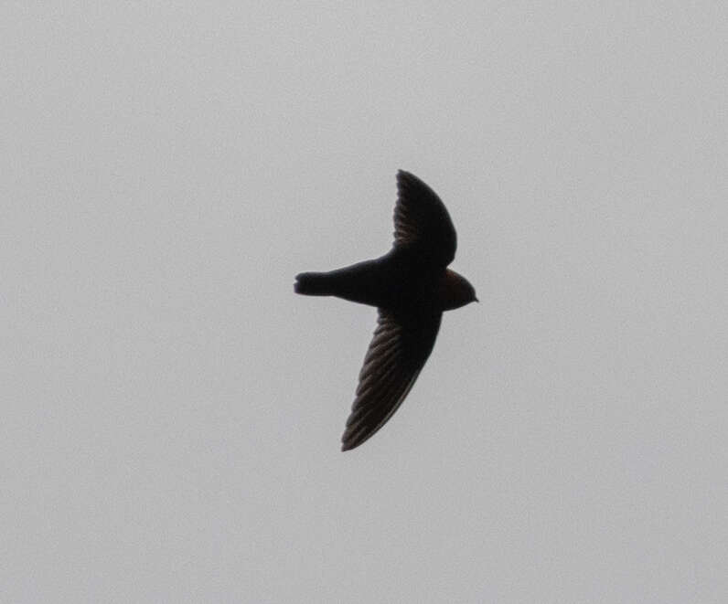 Image of Chestnut-collared Swift