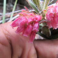 Imagem de Gaylussacia buxifolia Kunth