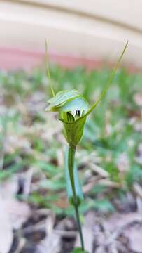 Image of Blunt-tongue greenhood