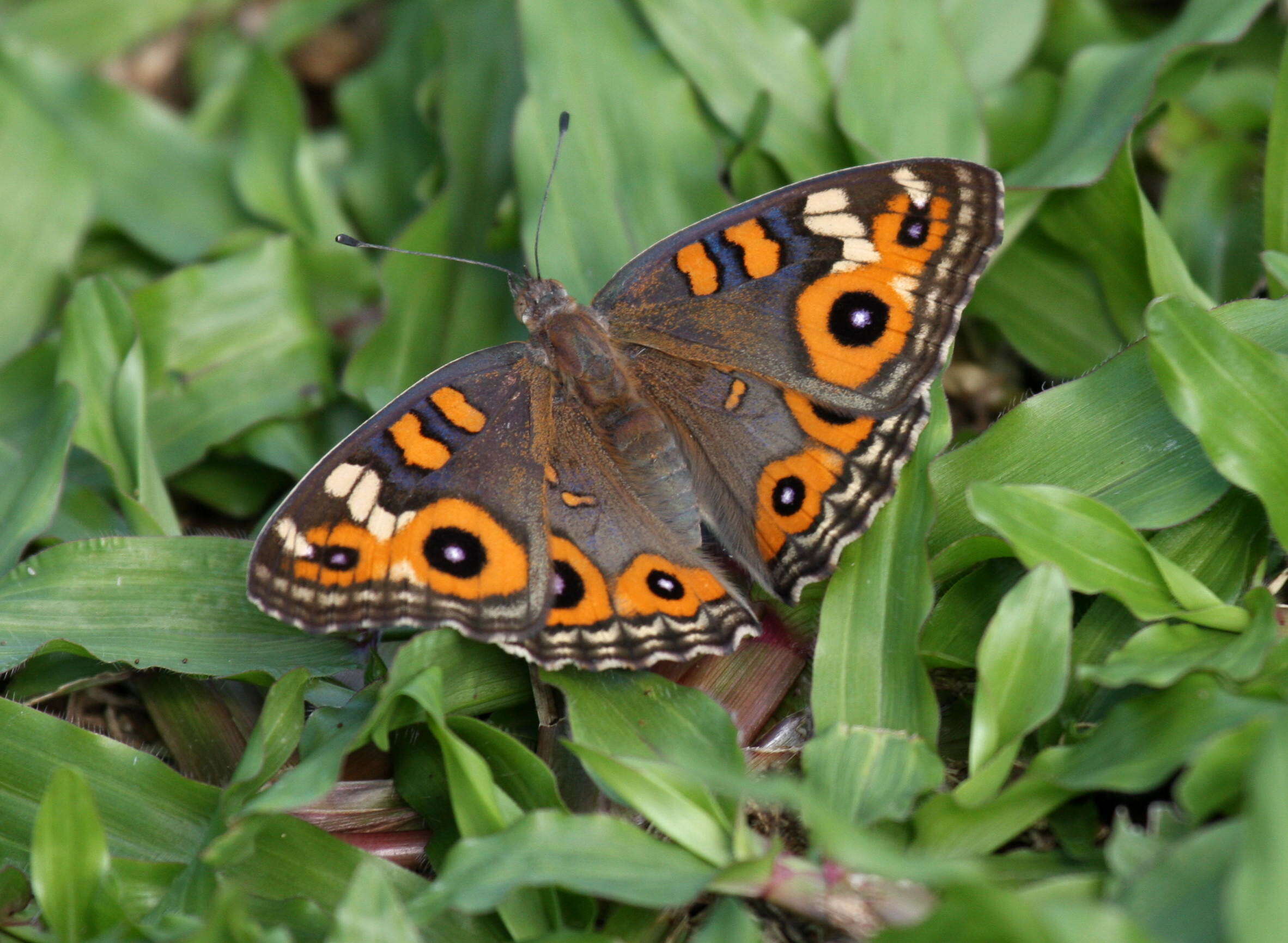 Image of Meadow Argus