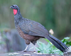 Image of Dusky-legged Guan