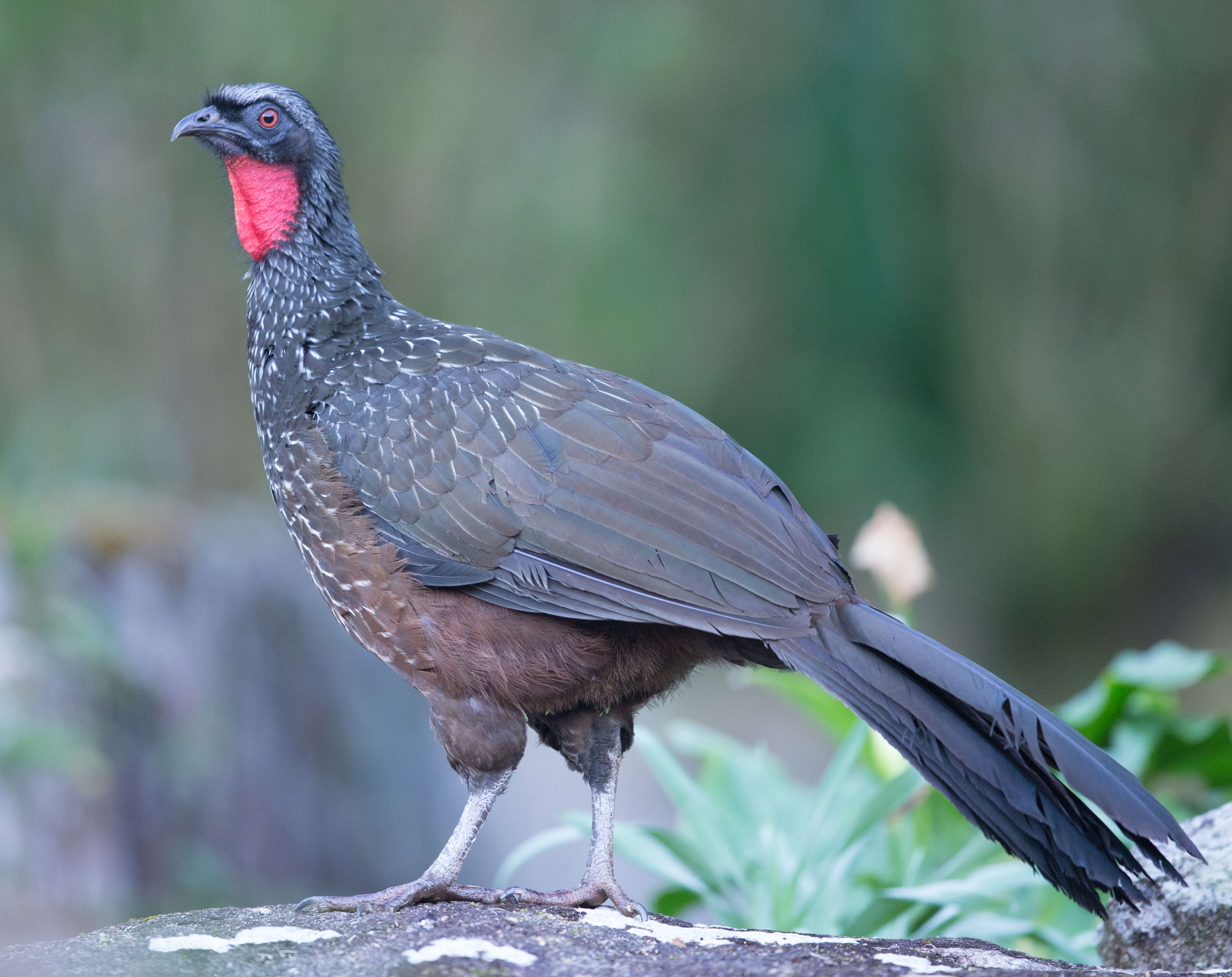 Image of Dusky-legged Guan