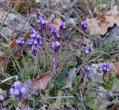 Plancia ëd Linaria amethystea subsp. amethystea