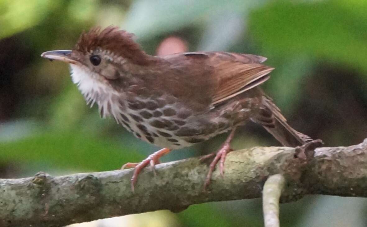 Image of Puff-throated Babbler