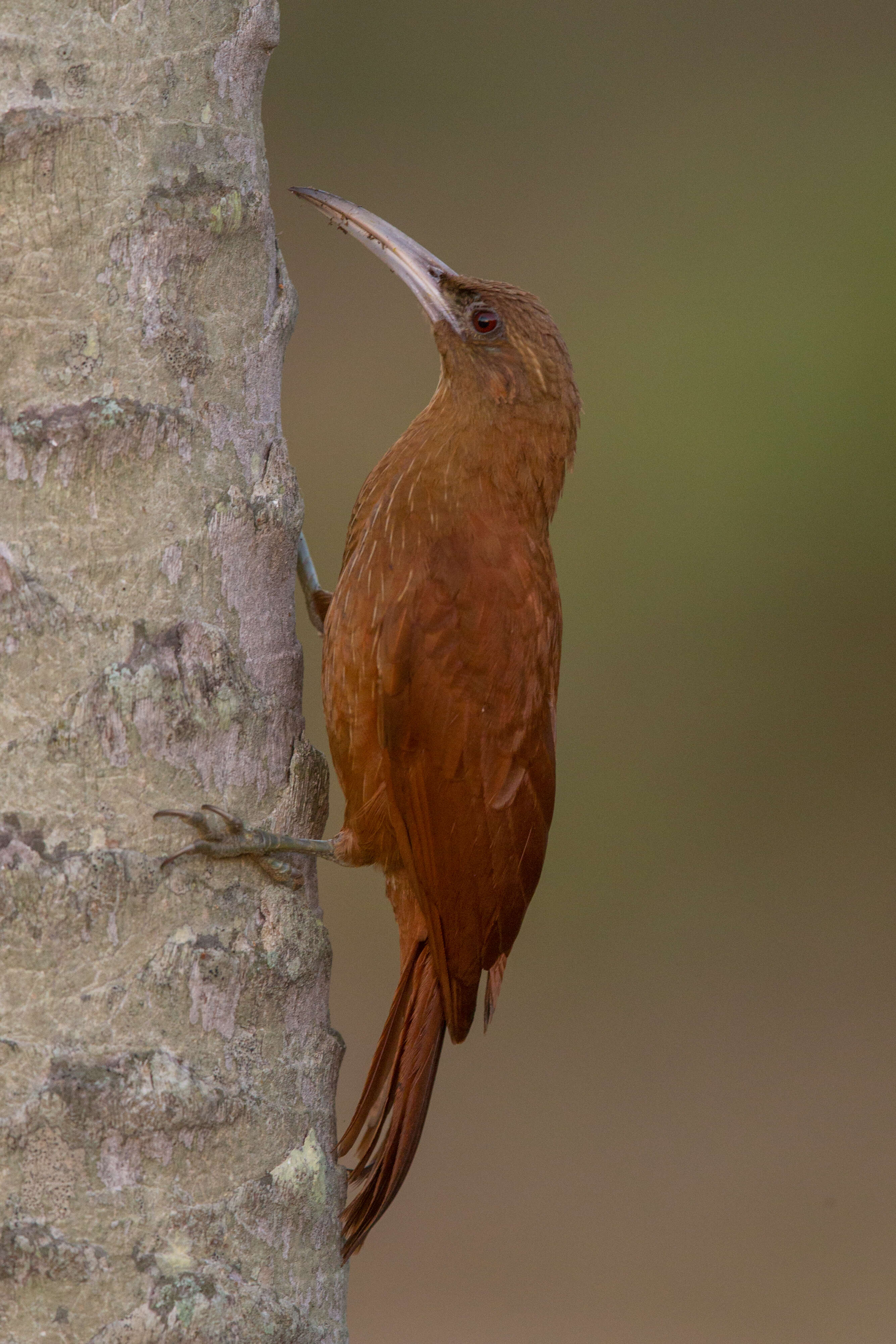 Image of Great Rufous Woodcreeper
