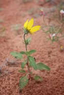 Image of western sunflower