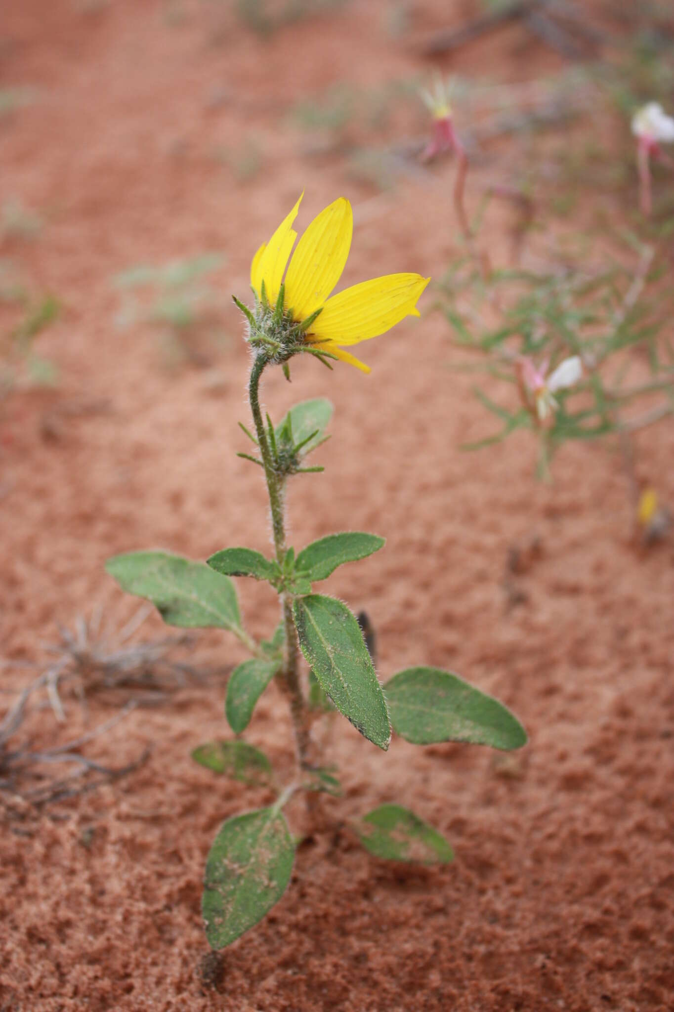 Image of western sunflower