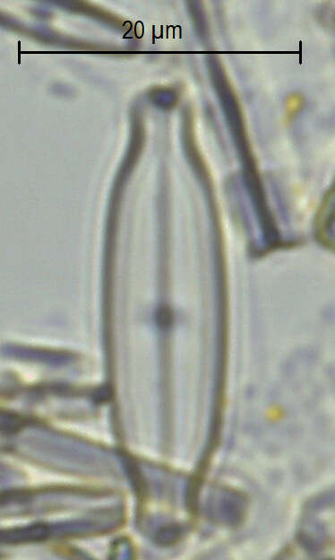 Image of Neidium affine
