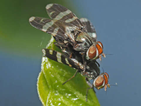 Image of Herina frondescentiae (Linnaeus 1758)