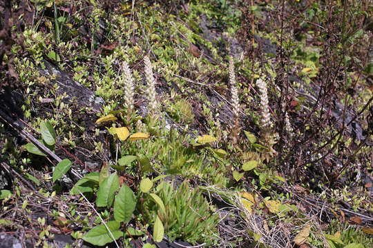 Image of Orostachys japonica A. Berger